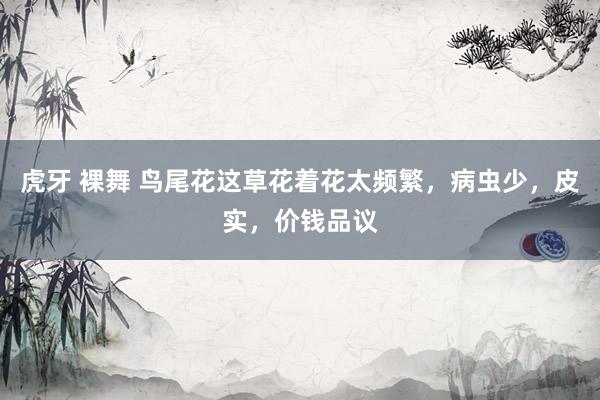 虎牙 裸舞 鸟尾花这草花着花太频繁，病虫少，皮实，价钱品议